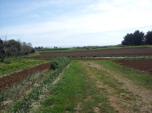 View of the ocean from the UCSC farm
